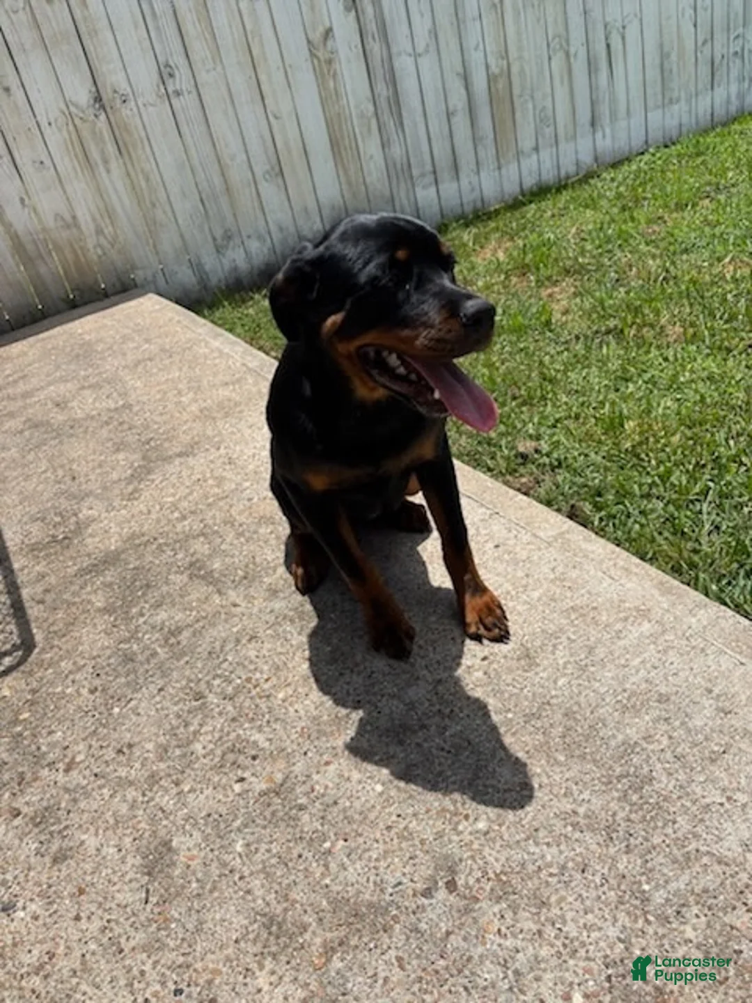 Rottweiler dogs for sale: COCO Needs a NEW HOME ❤️💙❤️ - Ad 1