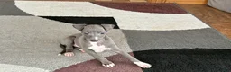Italian Greyhound dogs for sale: Dannie - Ad 10