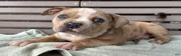 American Bully dogs for sale: Forrest - Ad 2