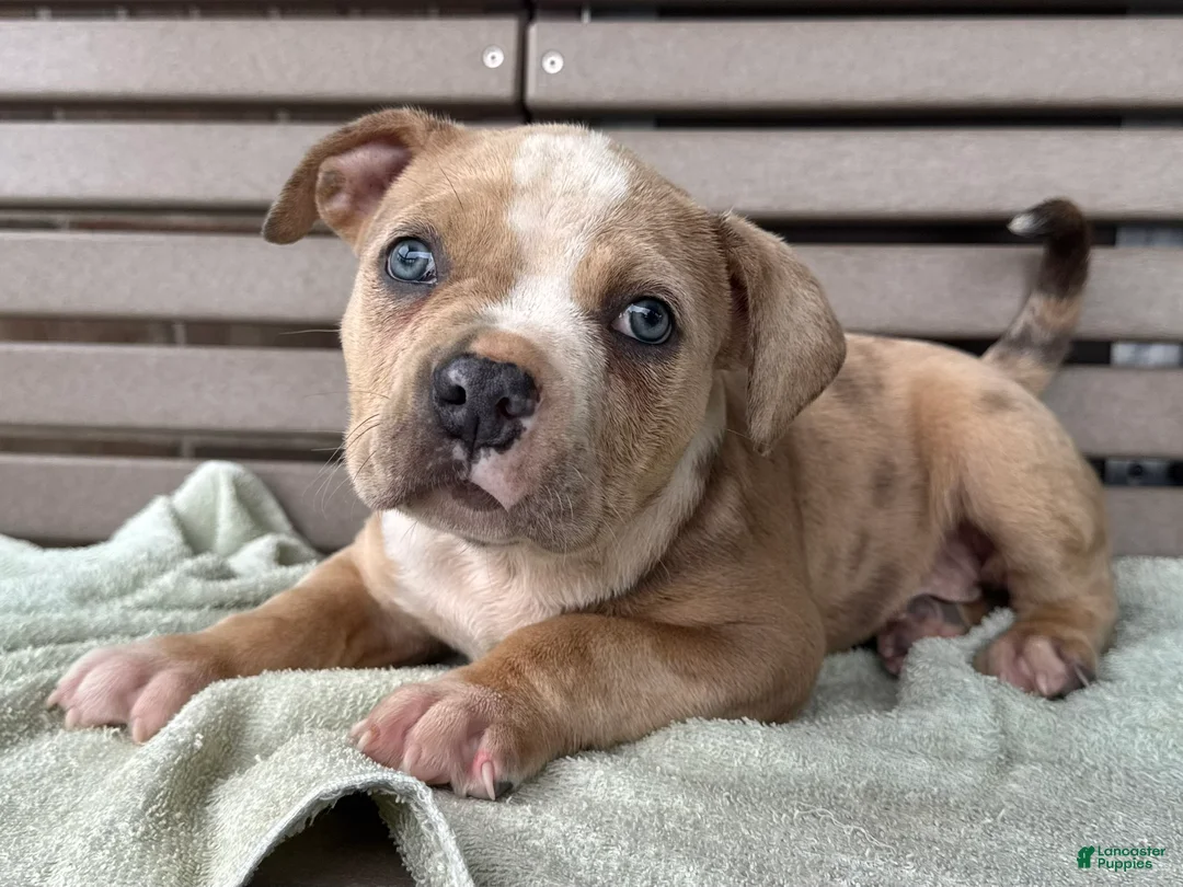 American Bully dogs for sale: Forrest - Ad 2