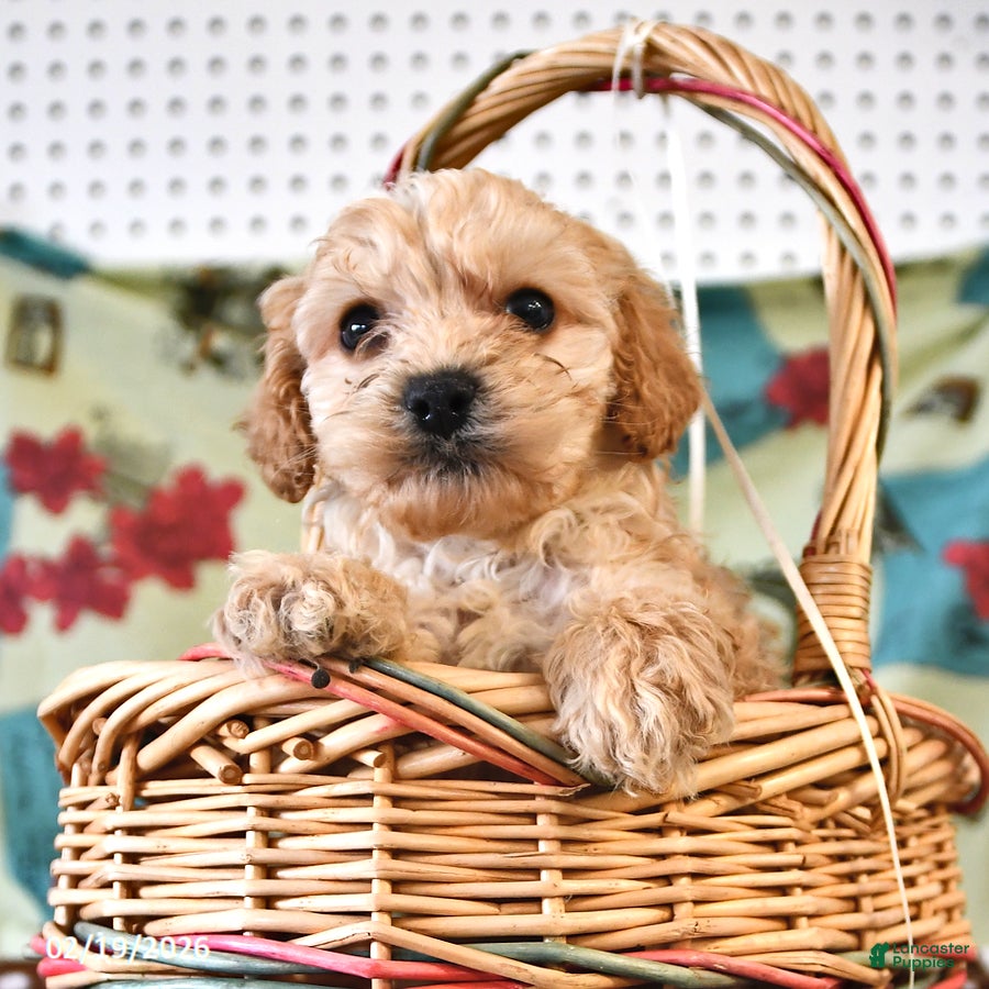 Cockapoo dogs Harry - Ad 1