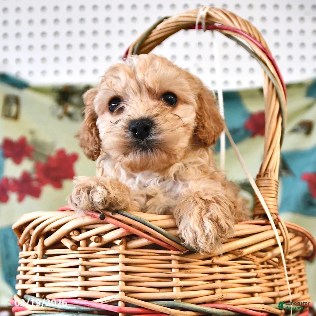 Cockapoo dogs for sale: Harry - Ad 1