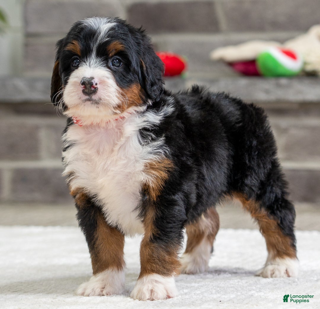 Mini Bernedoodle dogs for sale: Sammy - Ad 2