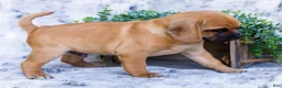 Puggle dogs for sale: Billy - Ad 4
