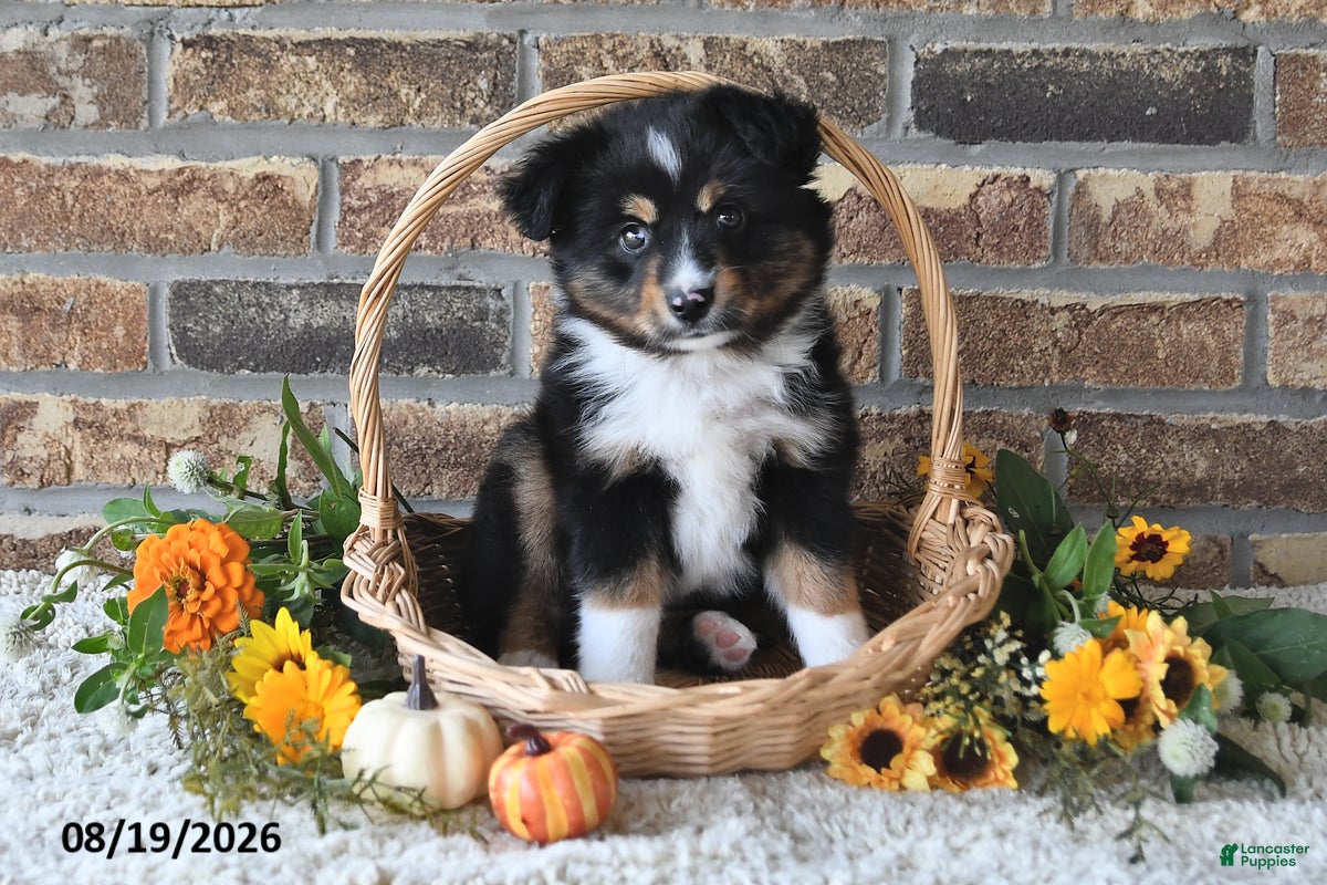 Miniature Australian Shepherd dogs Geo - Ad 1
