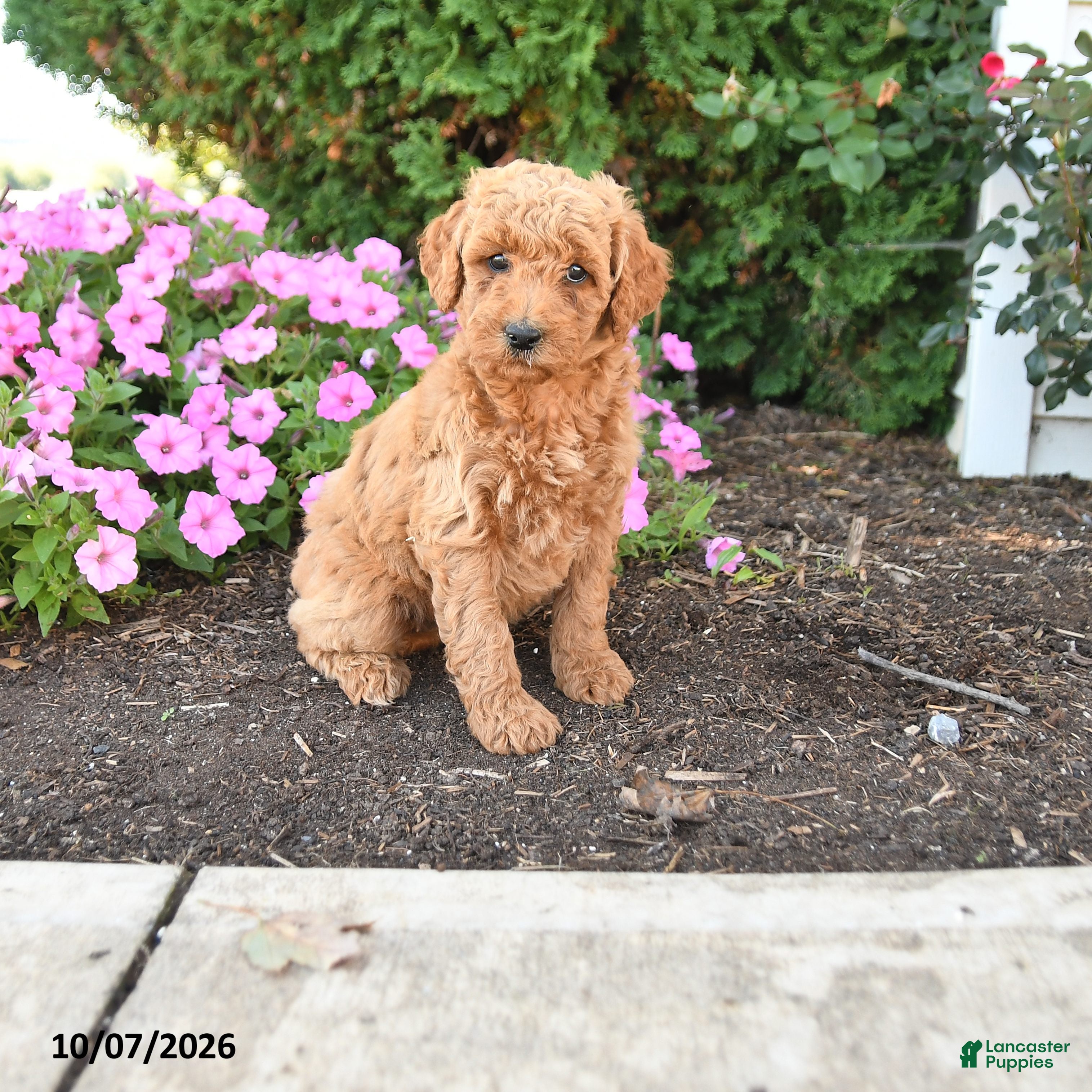 Mini Goldendoodle dogs Penny - Ad 1