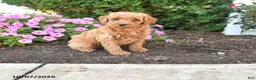 Mini Goldendoodle dogs for sale: Penny - Ad 1
