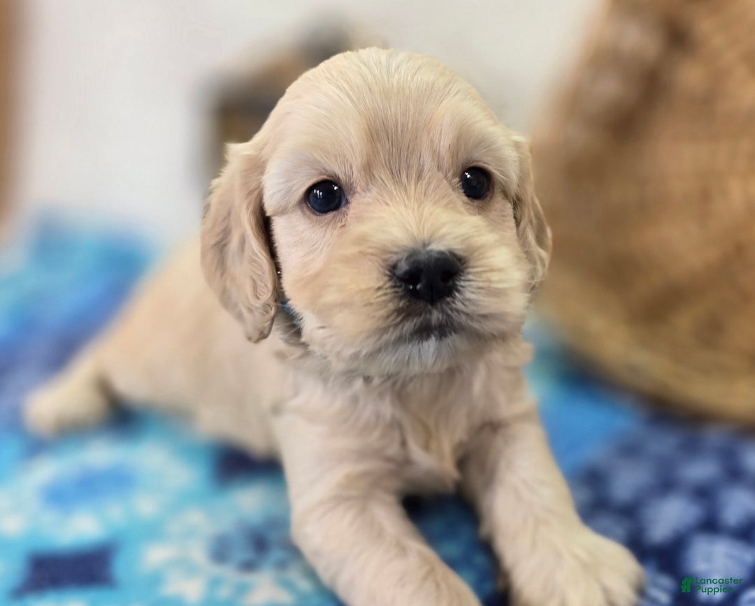 Cockapoo dogs for sale: Lieutenant Pete - Ad 29