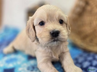 Cockapoo dogs Lieutenant Pete - Ad 33