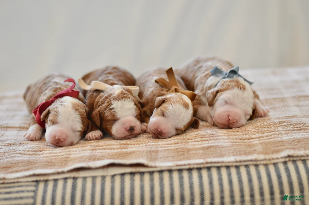 Goldendoodle dogs for sale: Basil - Ad 8