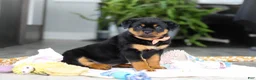 Rottweiler dogs for sale: Queen - Ad 9