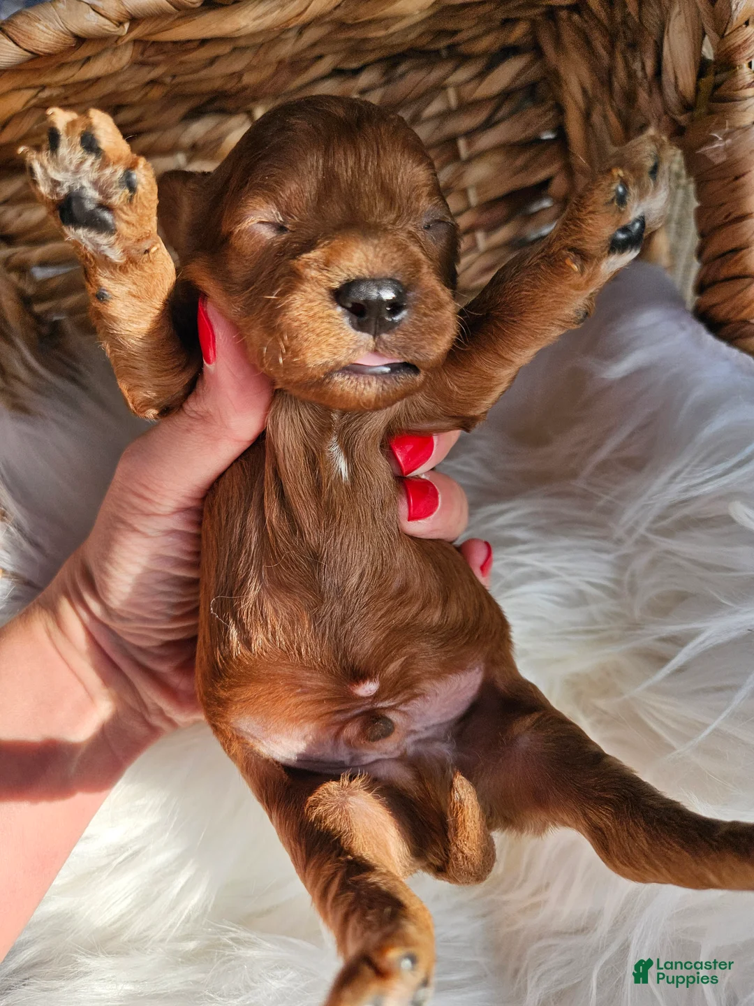 Cavapoo dogs for sale: Huck - Ad 6