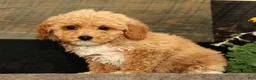 Miniature Poodle dogs for sale: Lizzy - Ad 5