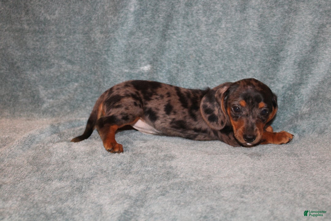 Miniature Dachshund dogs for sale: Lucy Mini  - Ad 2