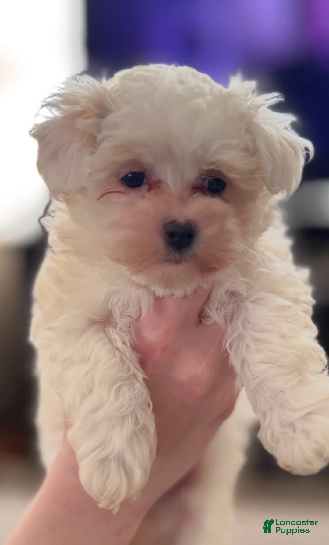 Maltipoo dogs for sale: Maltipoo Puppy 2 - Ad 2