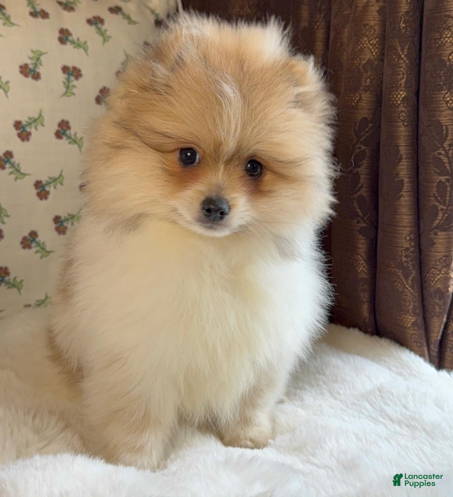 Pomeranian dogs Pomeranian Puppy Steve - Ad 25