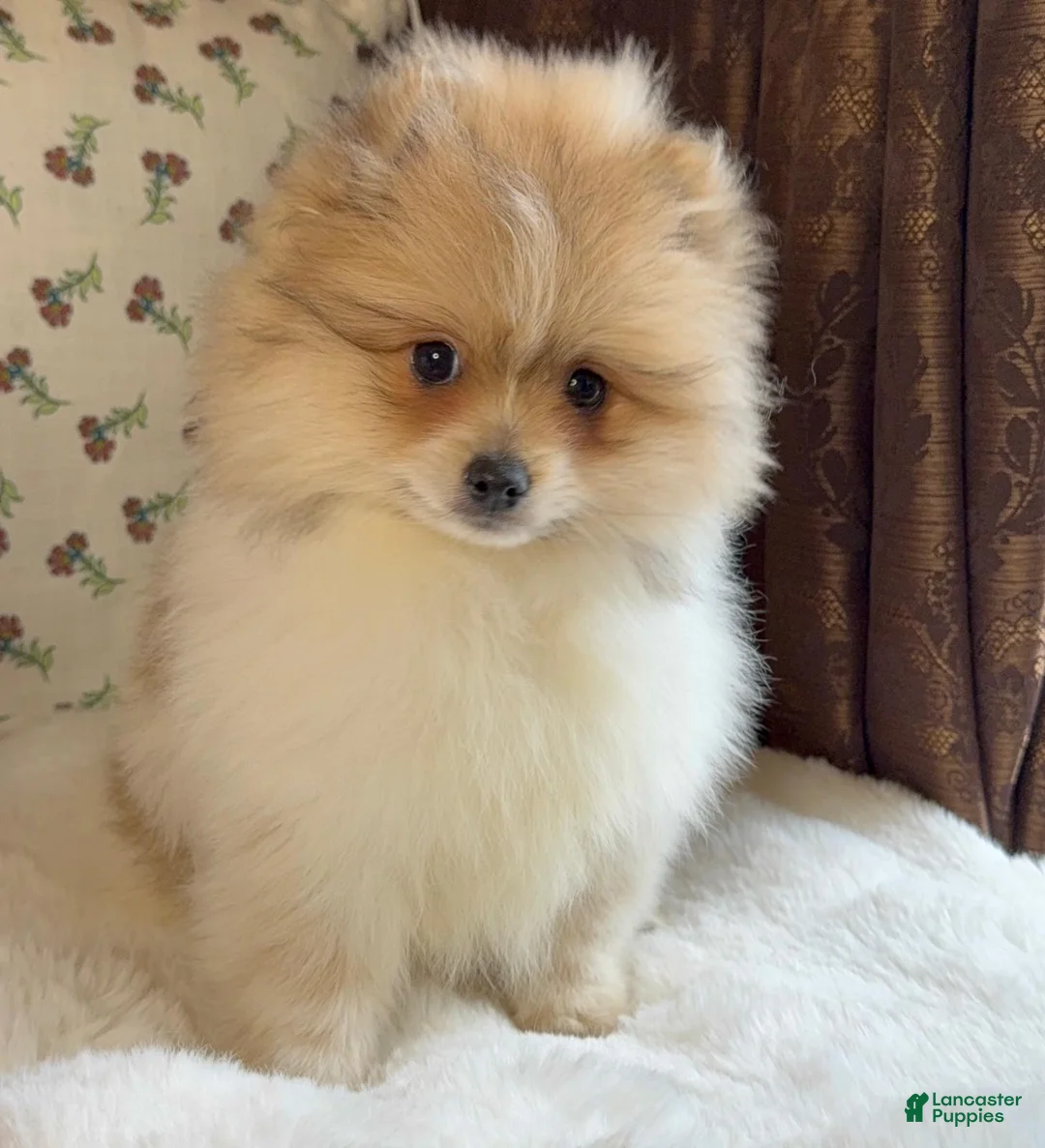 Pomeranian dogs for sale: Pomeranian Puppy Steve - Ad 1