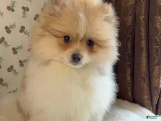Pomeranian dogs Pomeranian Puppy Steve - Ad 25