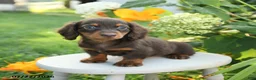 Miniature Dachshund dogs for sale: Fancy - Ad 2