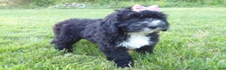 Bernedoodle dogs for sale: Rosy - Ad 4