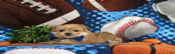 Morkie dogs for sale: Beau 7 lbs Full Grown - Ad 4