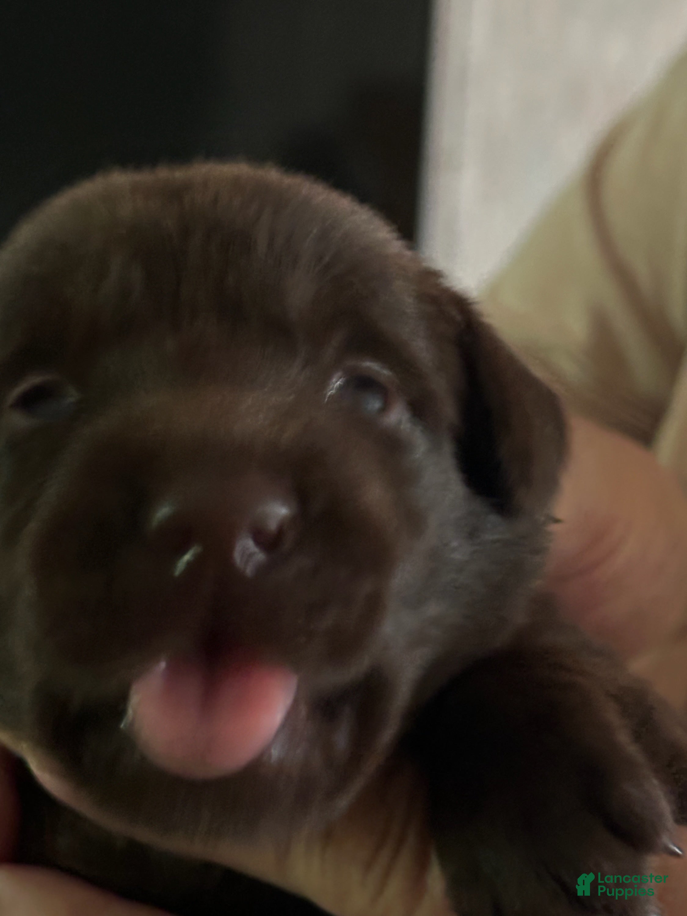 Hershey