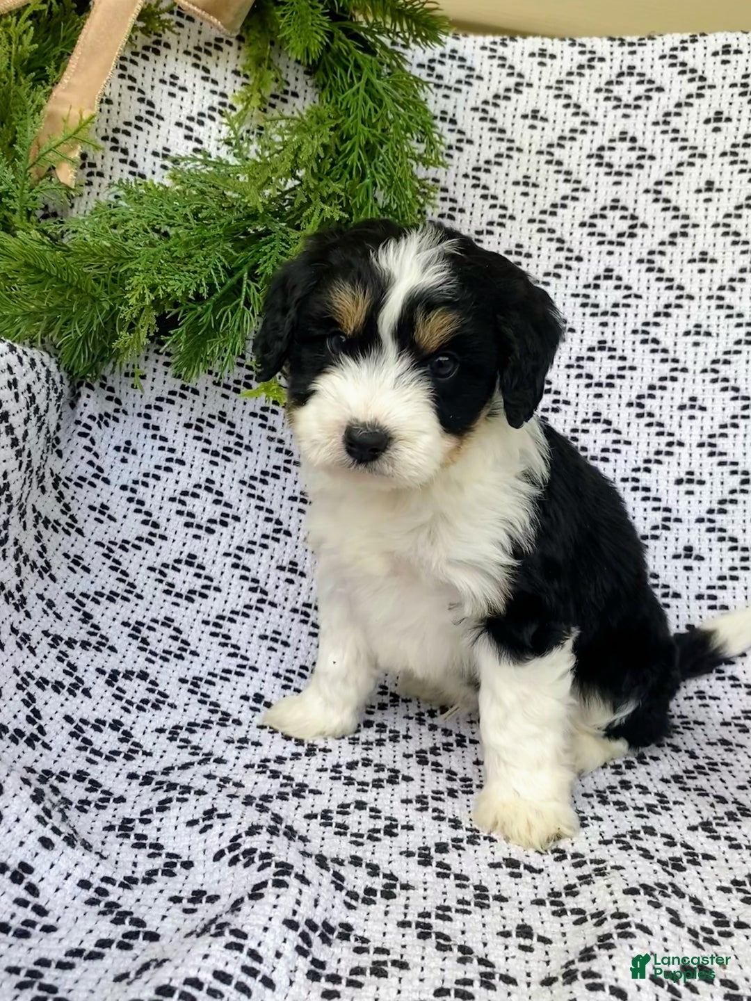 Mini Aussiedoodle dogs for sale: Blake - Ad 3