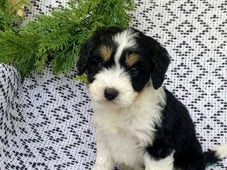 Mini Aussiedoodle dogs - Ad 22