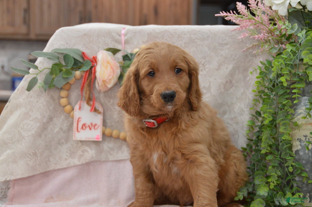 Goldendoodle dogs for sale: Rogen - Ad 9