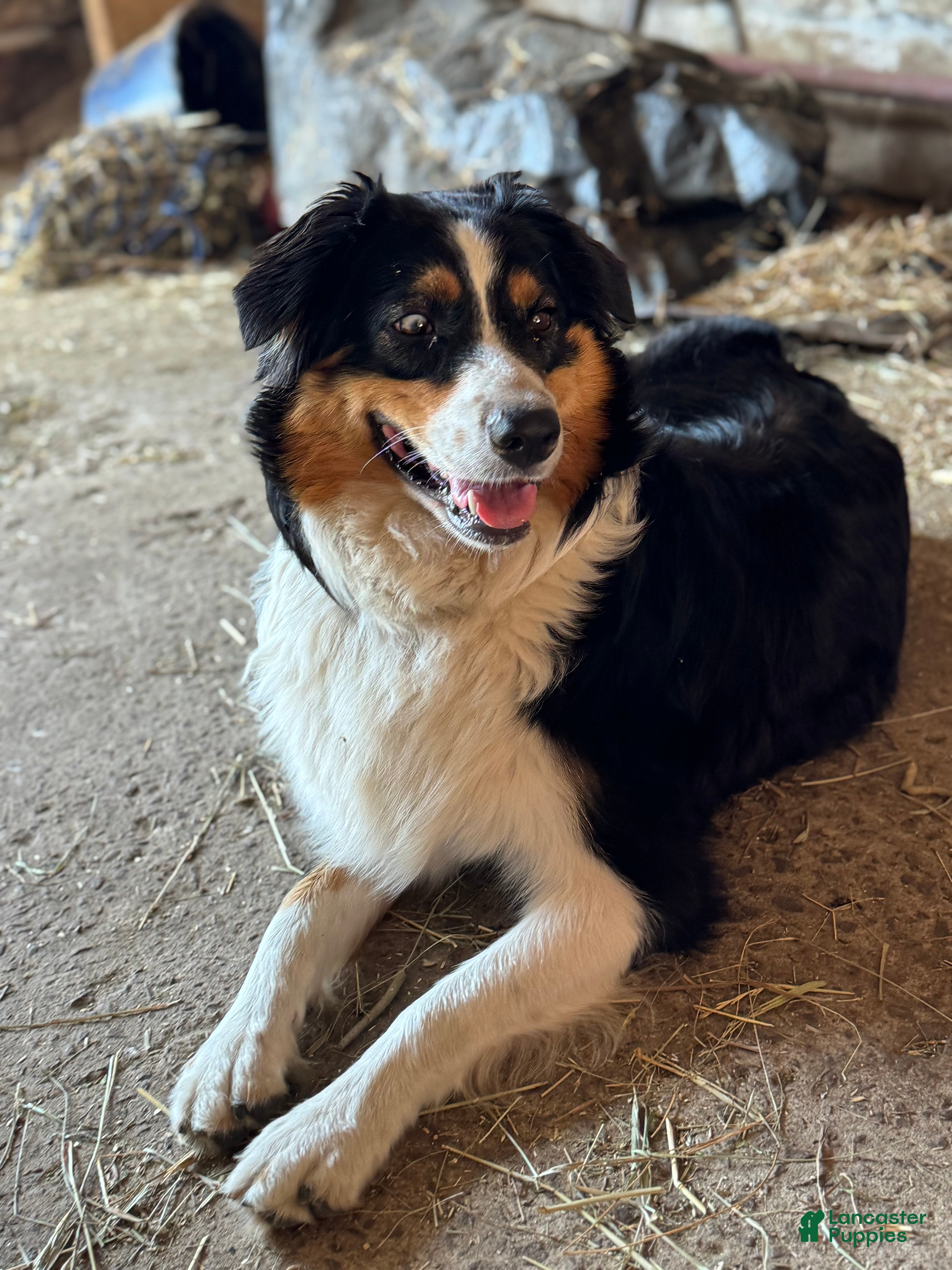 Australian Shepherd dogs Australian Shepherd Puppy 2 - Ad 2