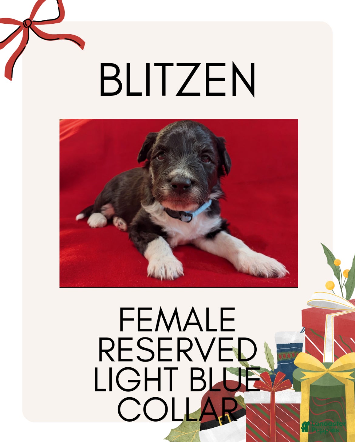 Mixed Breed dogs Blitzen - Ad 37
