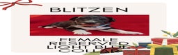 Mixed Breed dogs for sale: Blitzen - Ad 1