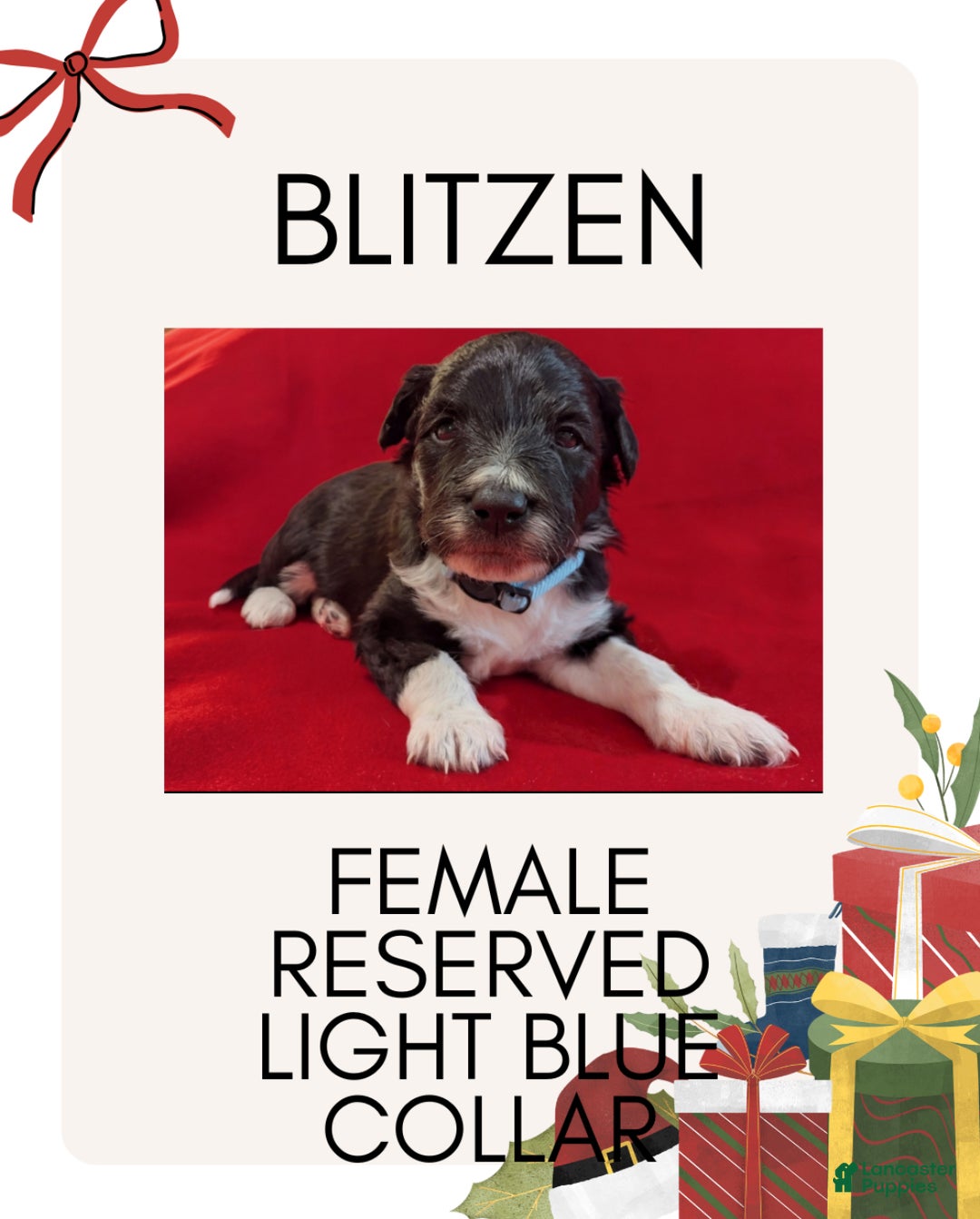Mixed Breed dogs for sale: Blitzen - Ad 1