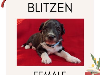 Mixed Breed dogs Blitzen - Ad 13