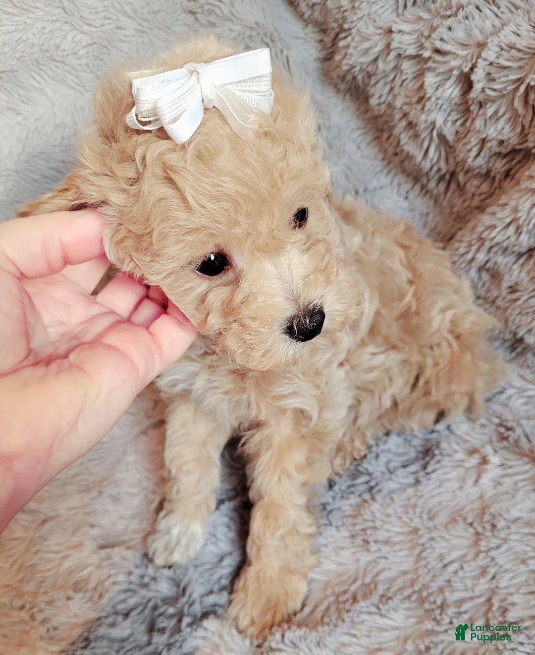 Miniature Poodle dogs for sale: Amber  - Ad 3