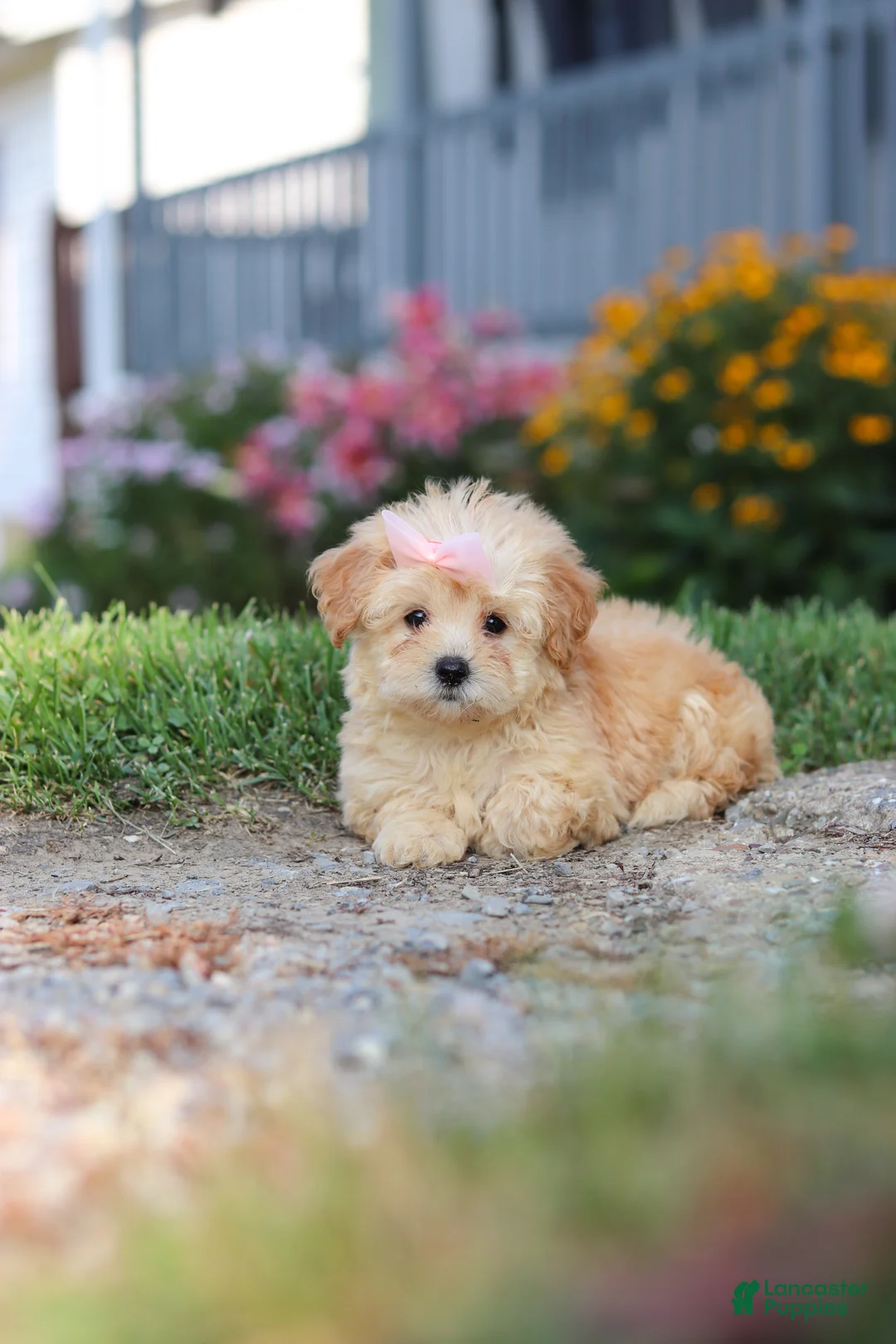 Maltipoo dogs for sale: Haven - Ad 10