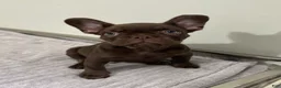 French Bulldog dogs for sale: Bear - Ad 2