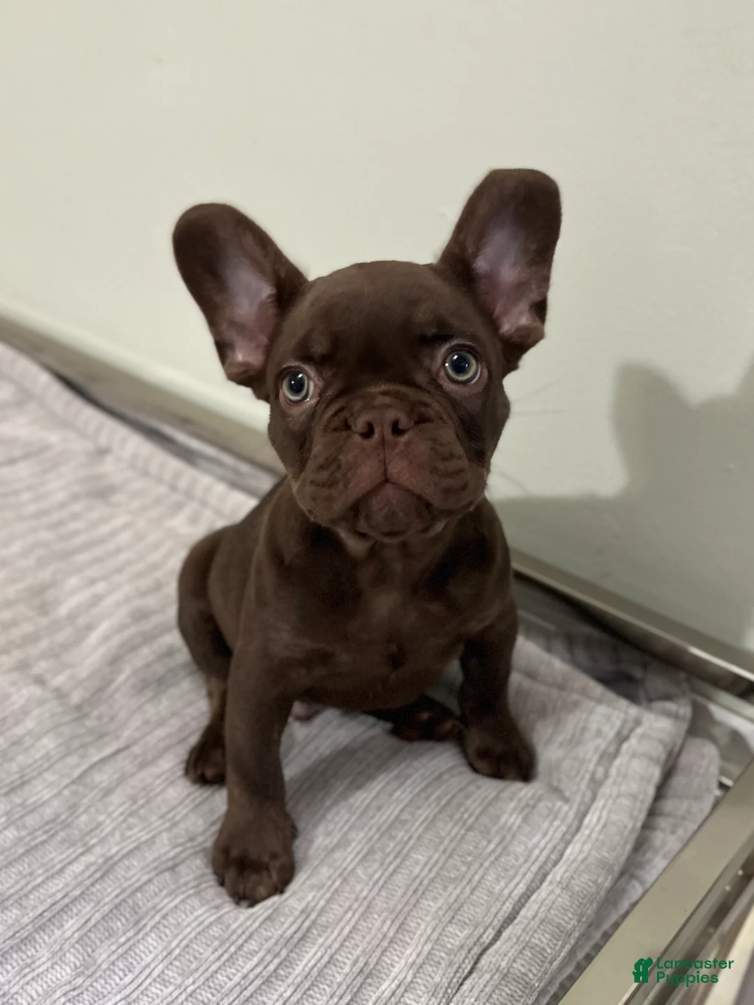 French Bulldog dogs for sale: Bear - Ad 2