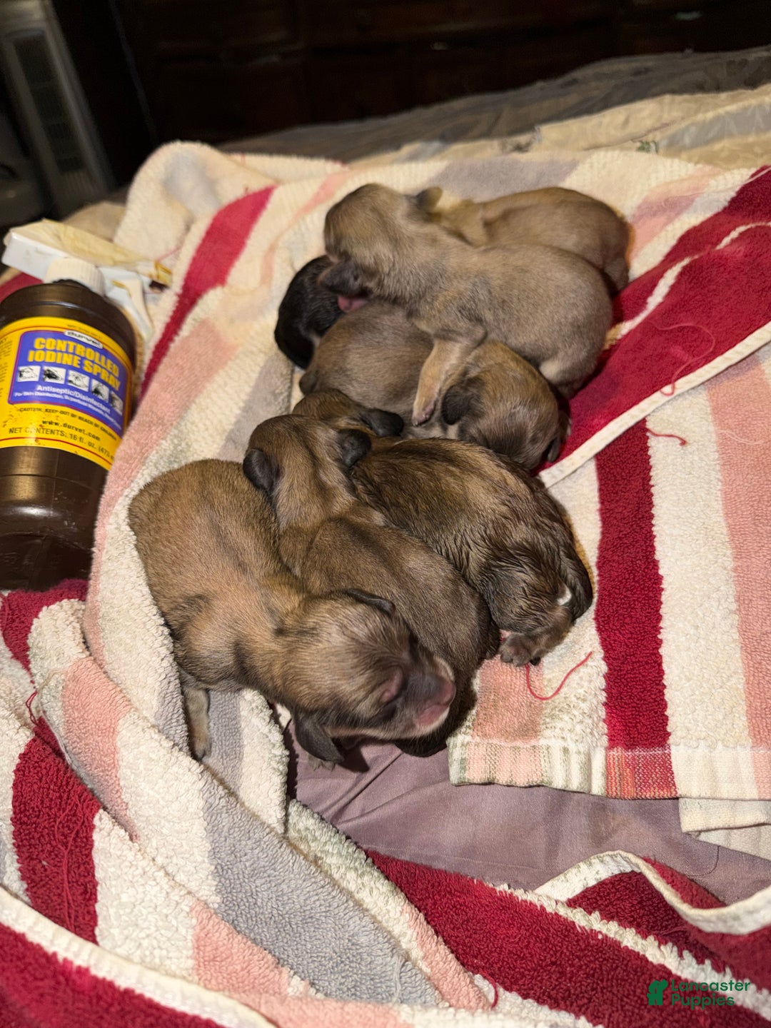 Miniature Dachshund dogs for sale: Cream - Ad 10