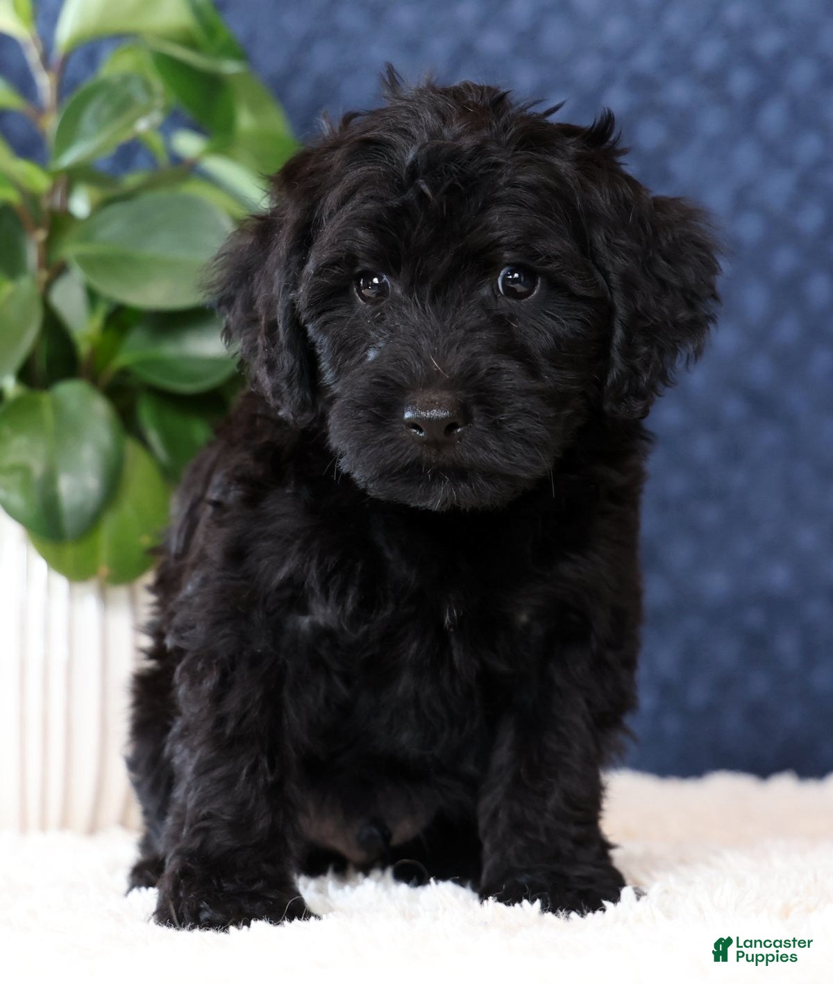 Yorkiepoo dogs Alex - Ad 2