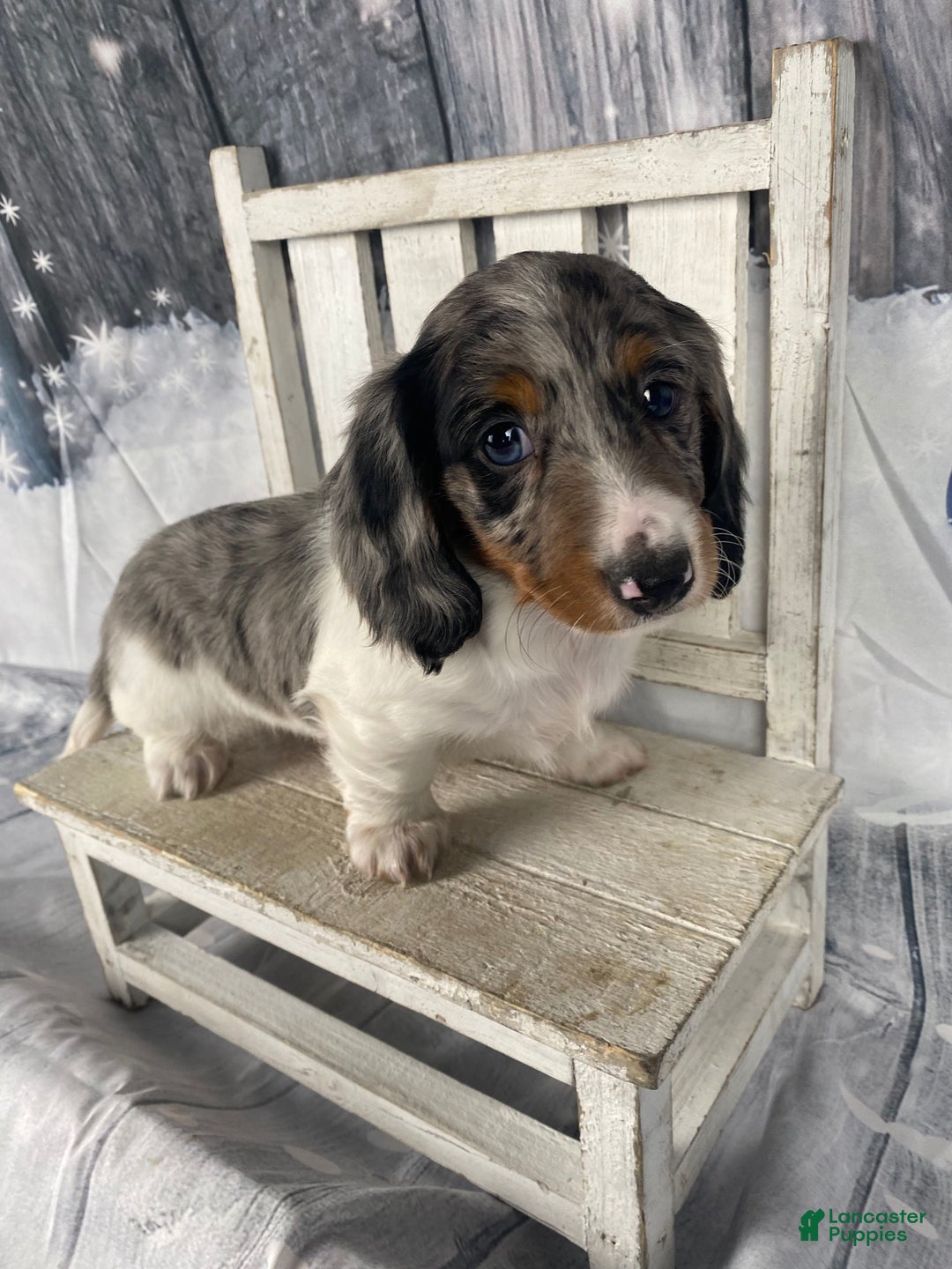 Miniature Dachshund dogs for sale: Milo - Ad 12