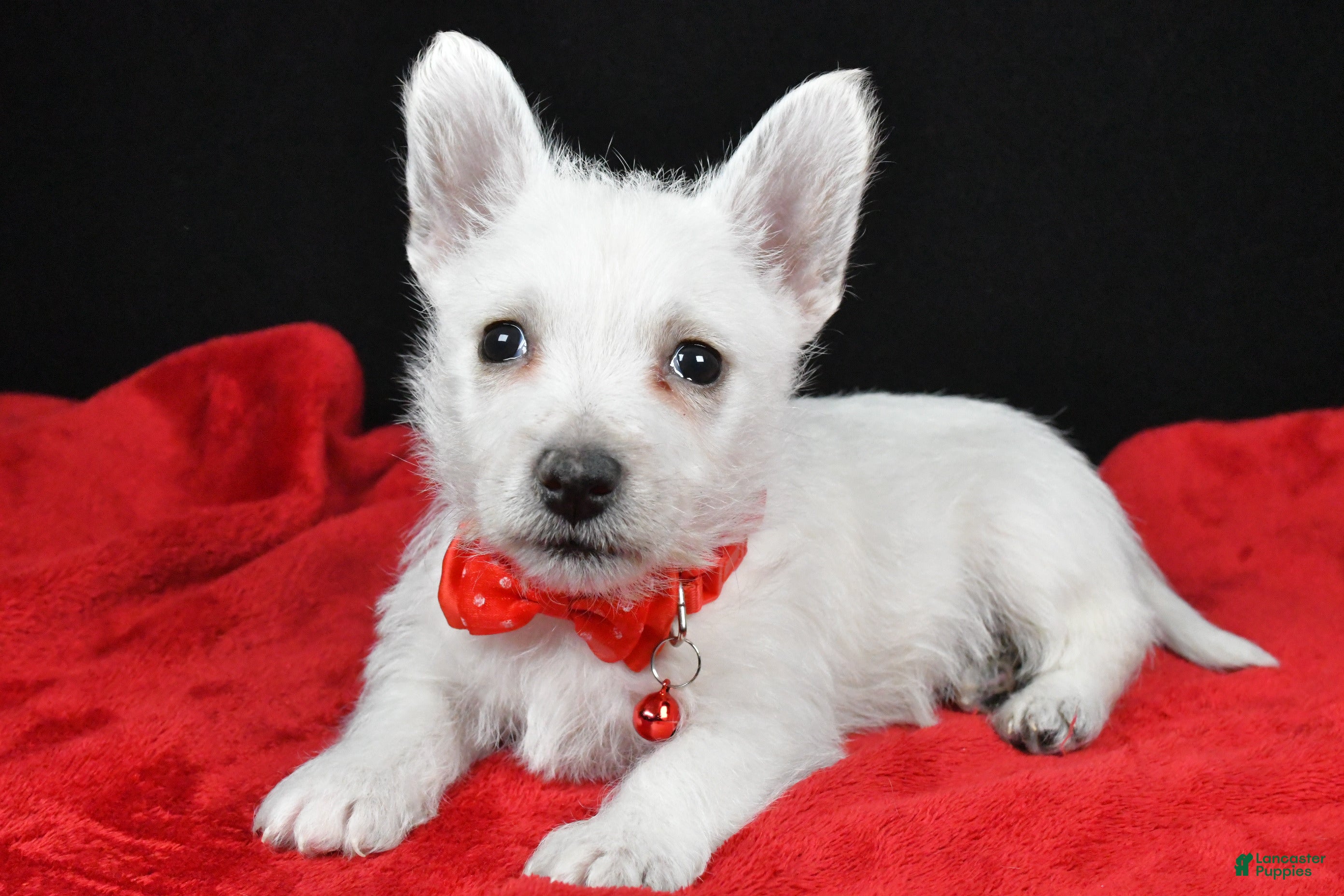 West Highland Terrier dogs Earl - Ad 6