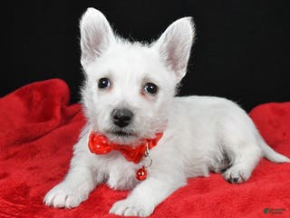 West Highland Terrier dogs Earl - Ad 9