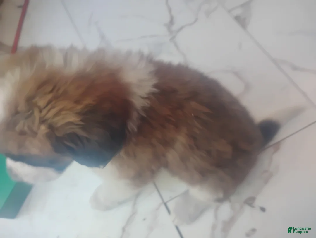 Saint Bernard dogs for sale: Saint Bernard Puppy 9 - Ad 2