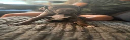 Mixed Breed dogs for sale: Blue - Ad 1