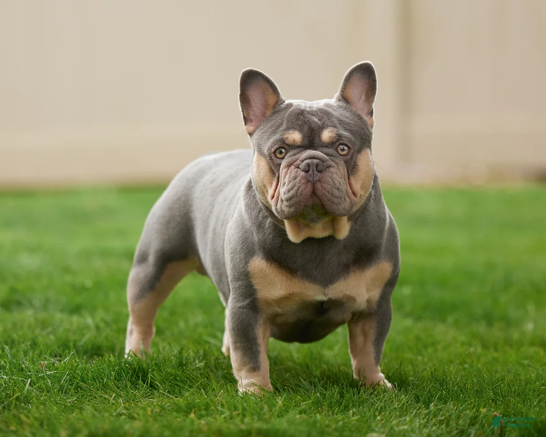 French Bulldog dogs for sale: 919 Jasper - Ad 8