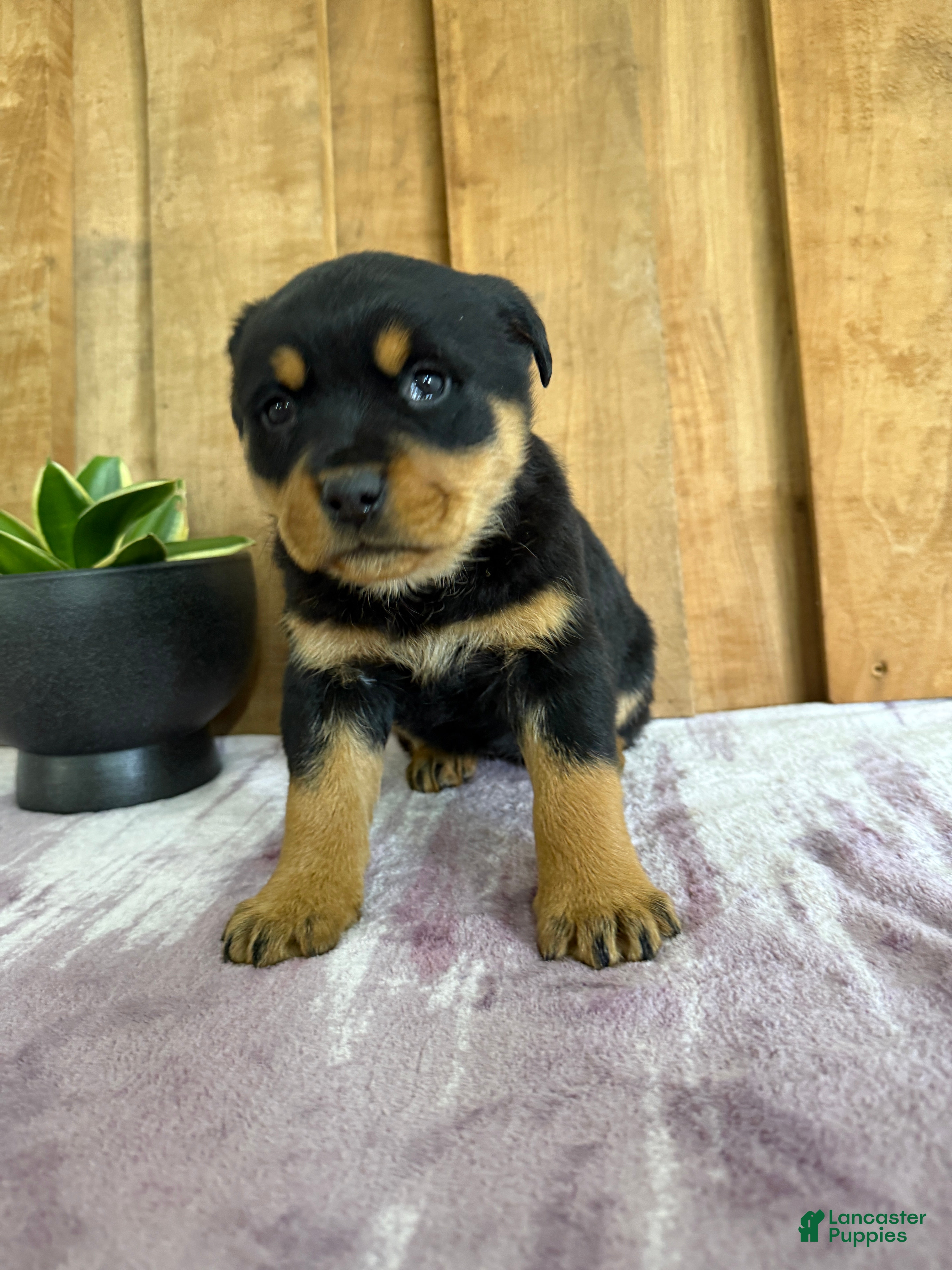 Rottweiler dogs Lucy - Ad 2