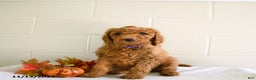 Standard Poodle dogs for sale: Nala - Ad 3
