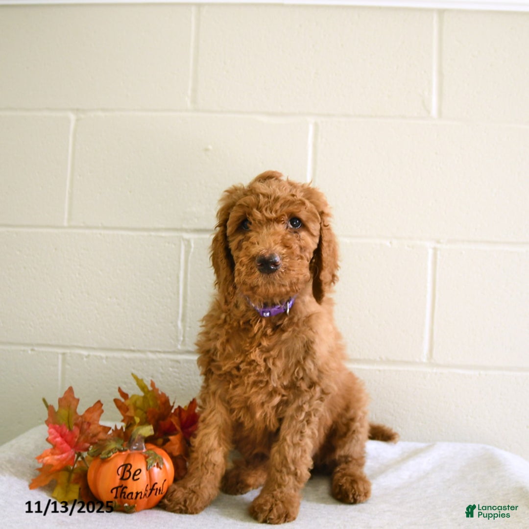 Standard Poodle dogs for sale: Nala - Ad 3