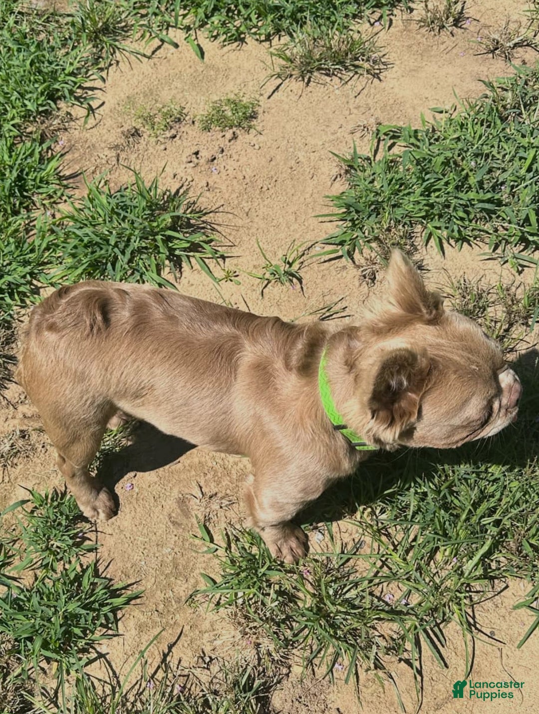 French Bulldog dogs for sale: French Bulldog Puppy 3 - Ad 4